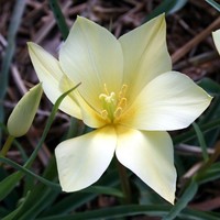 Tulipa linifolia Batalinii Group Photo: A. Hoog